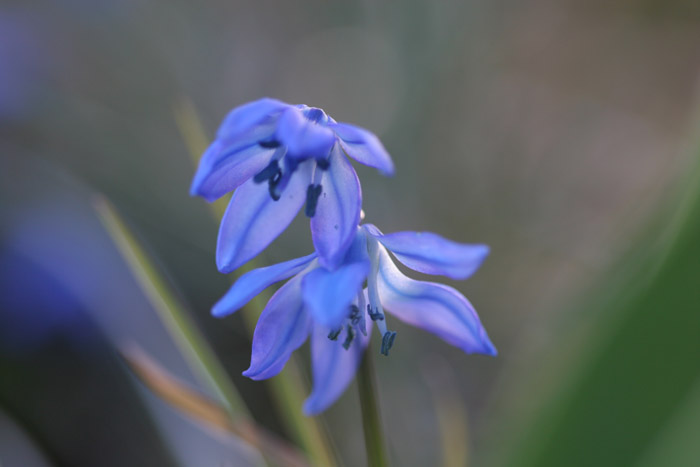 Spring Blues