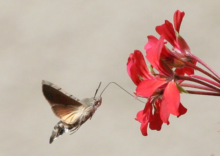 Agrius convolvuli L.