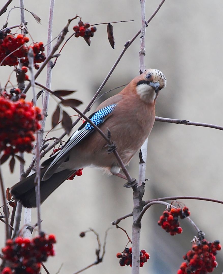 Garrulus glandarius Linnaeus