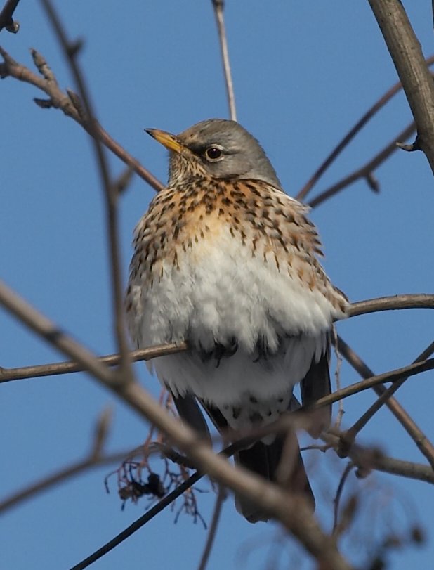 Turdus pilaris
