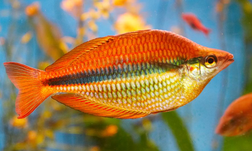 Melanotaenia trifaciata