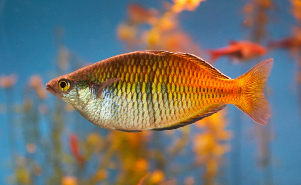 Melanotaenia Boesmani
