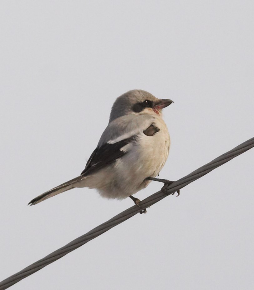 Lanius excubitor