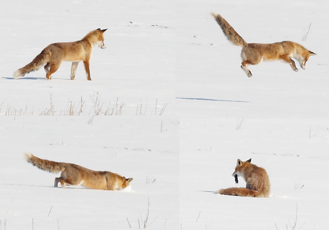 Fox & mouse