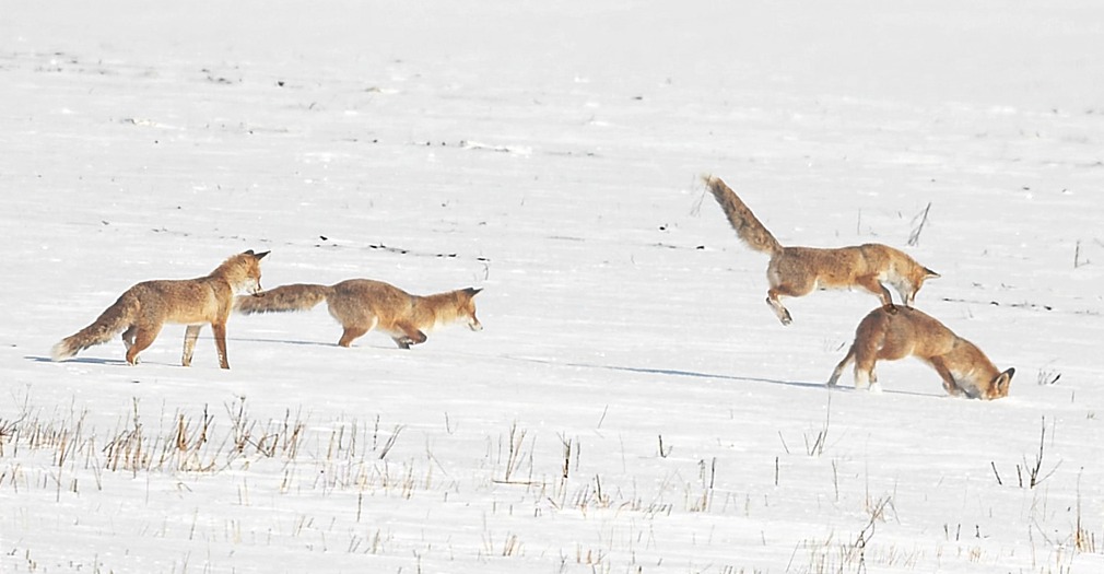 Fox & mouse dynamic