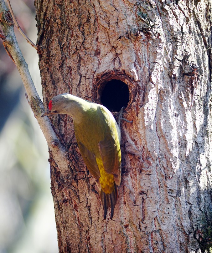 Grey-headed Woodpecker