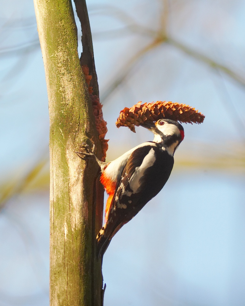 Woodpecker