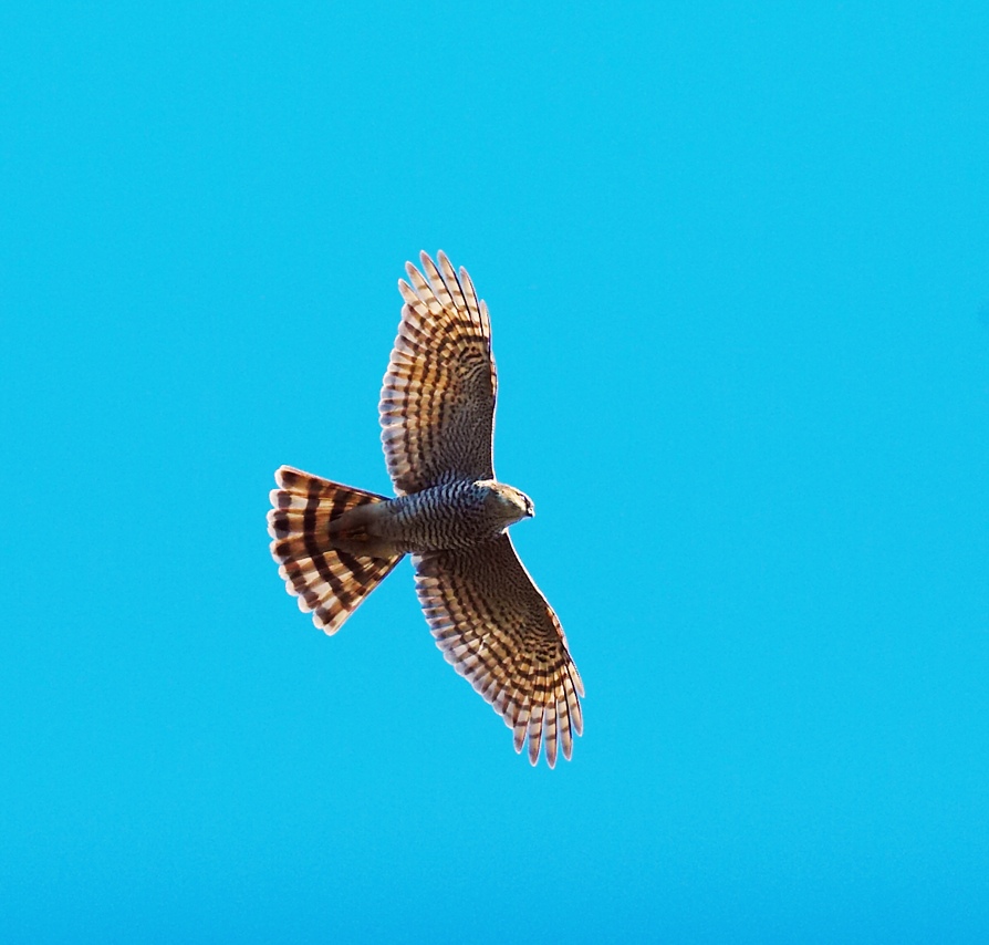 Sparrowhawk Accipiter nisus