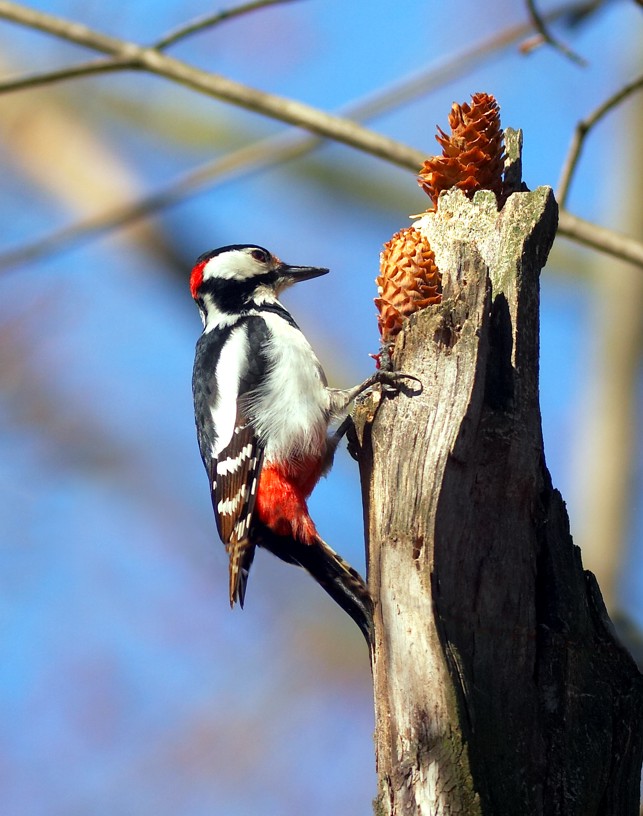 Great Spotted Woodpecker
