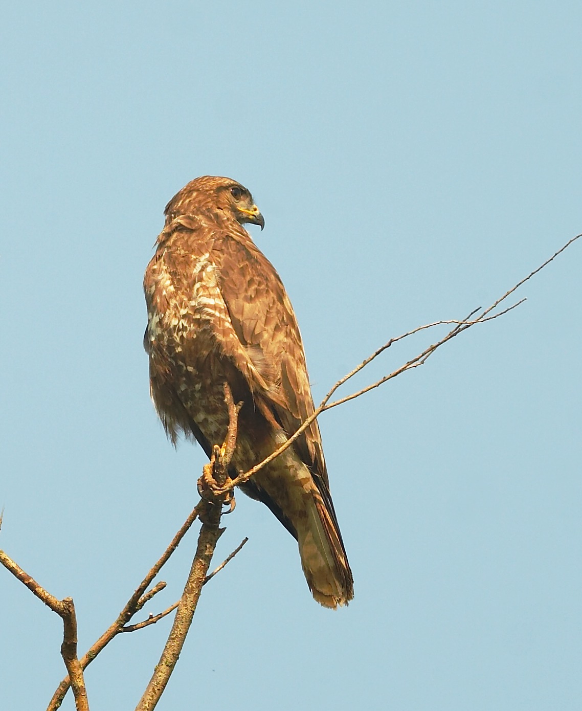 Buteo Buteo