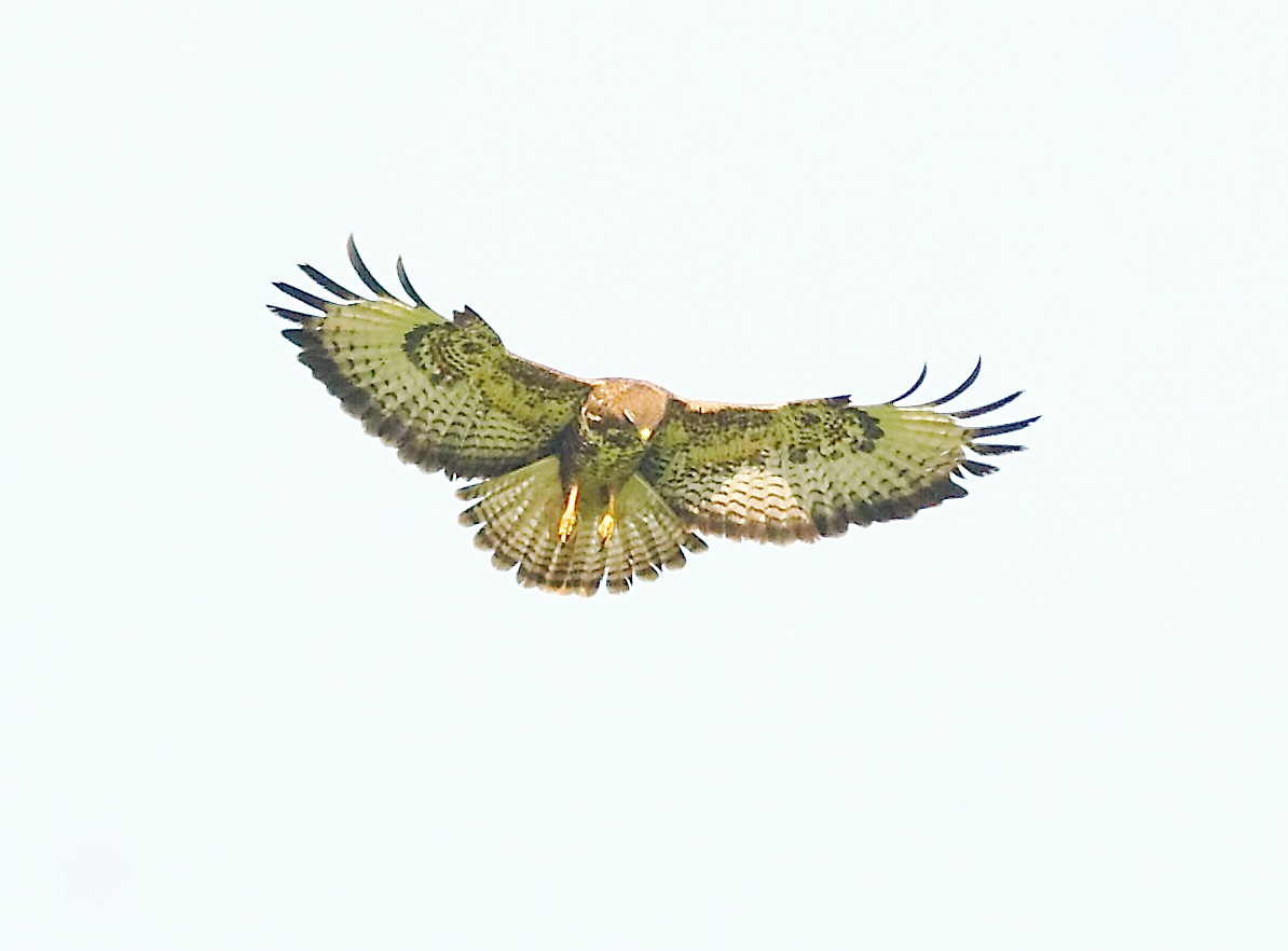 Common Buzzard