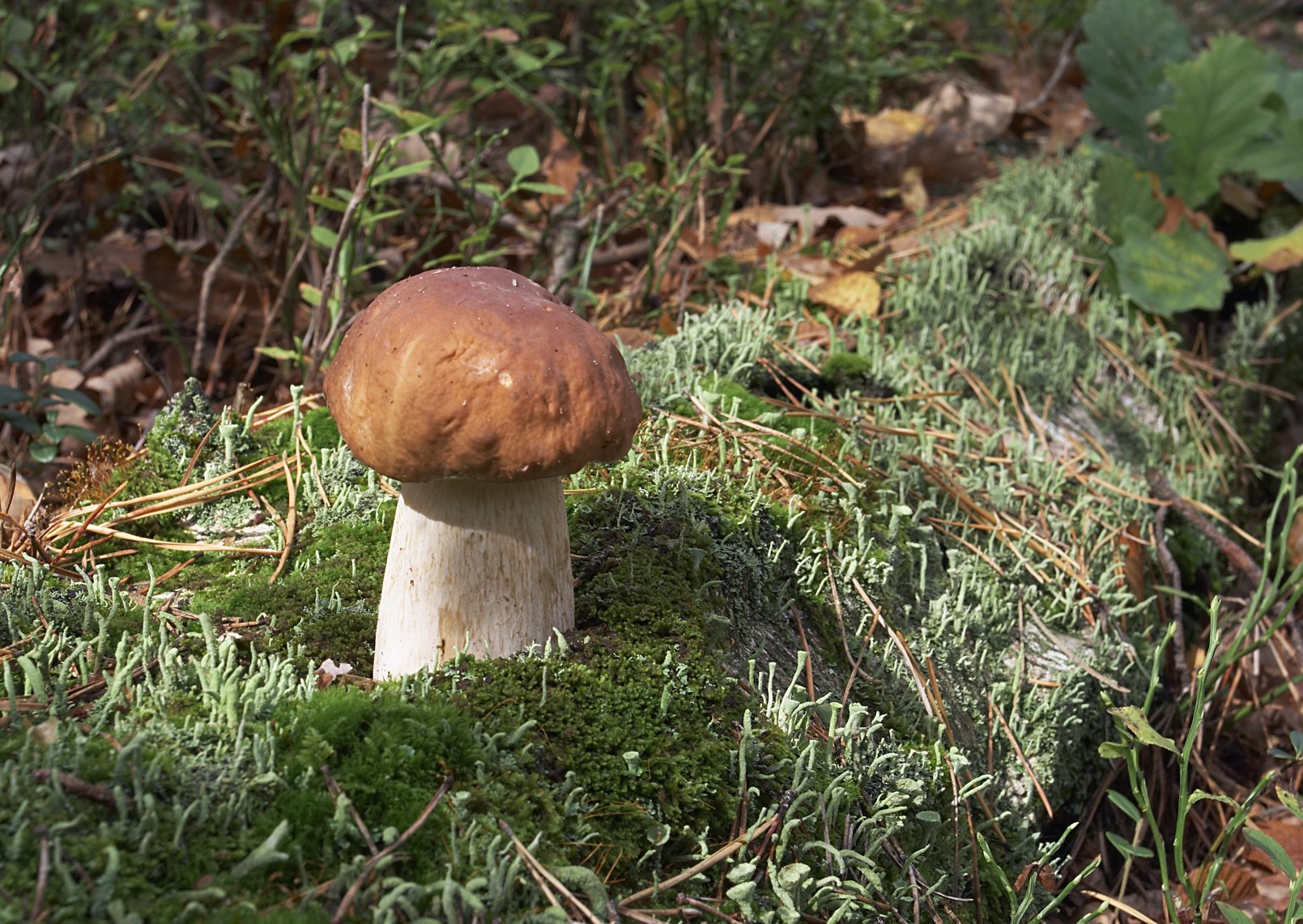 Porcini (Boletus edulis)