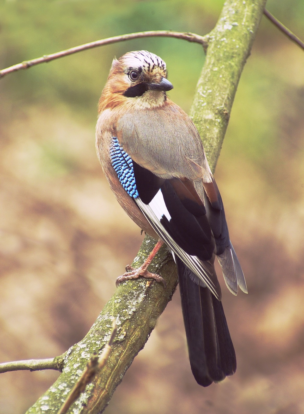 Garrulus glandarius ,Sojka