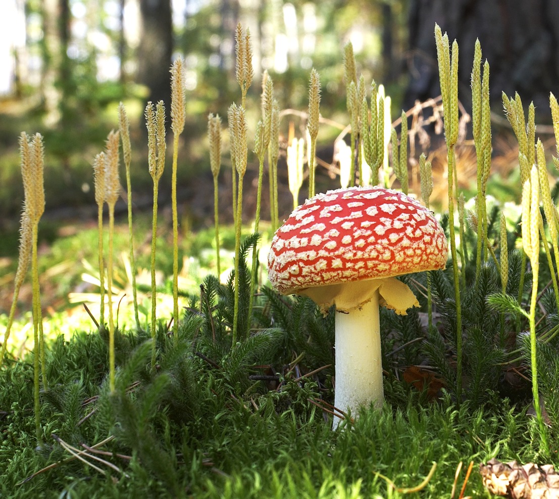 FLY AGARIC