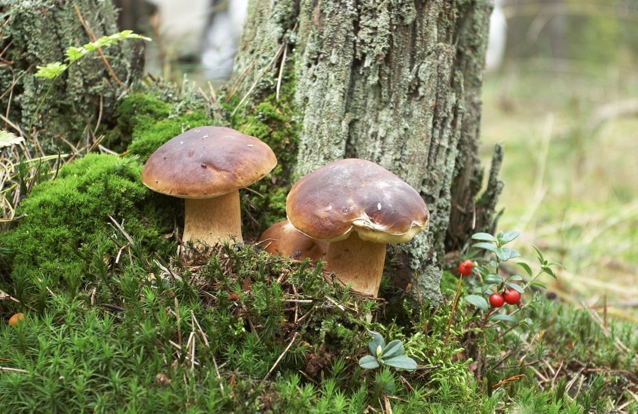 Mushroom family (king bolete)