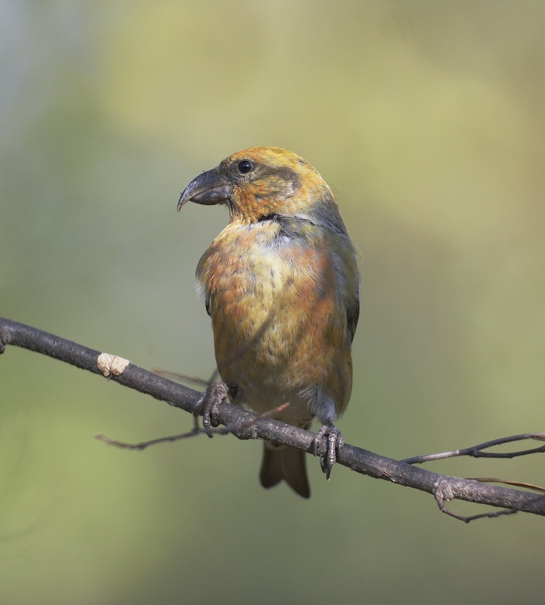 Red Crossbill (Loxia curvirostra)