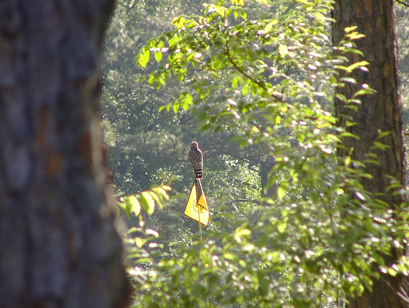 Hawk on a Flagstick