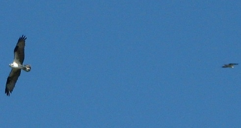 nother Osprey