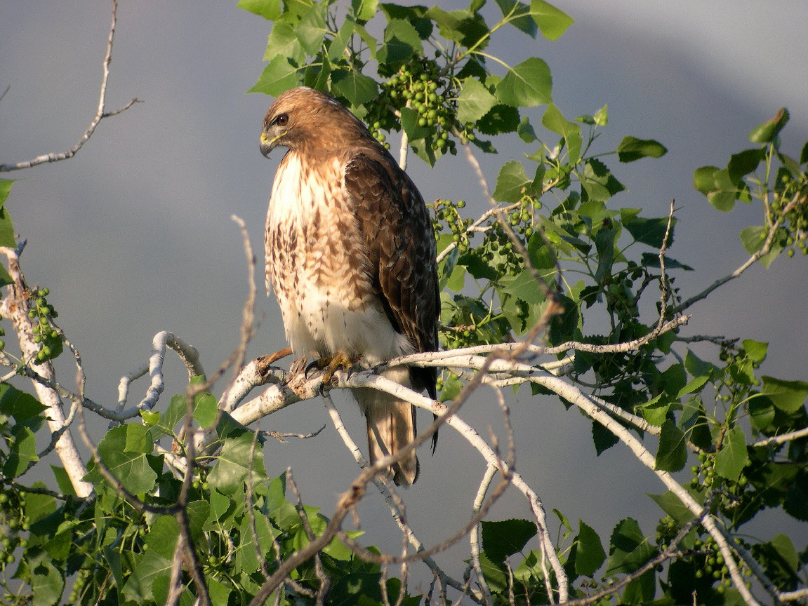 RedTail