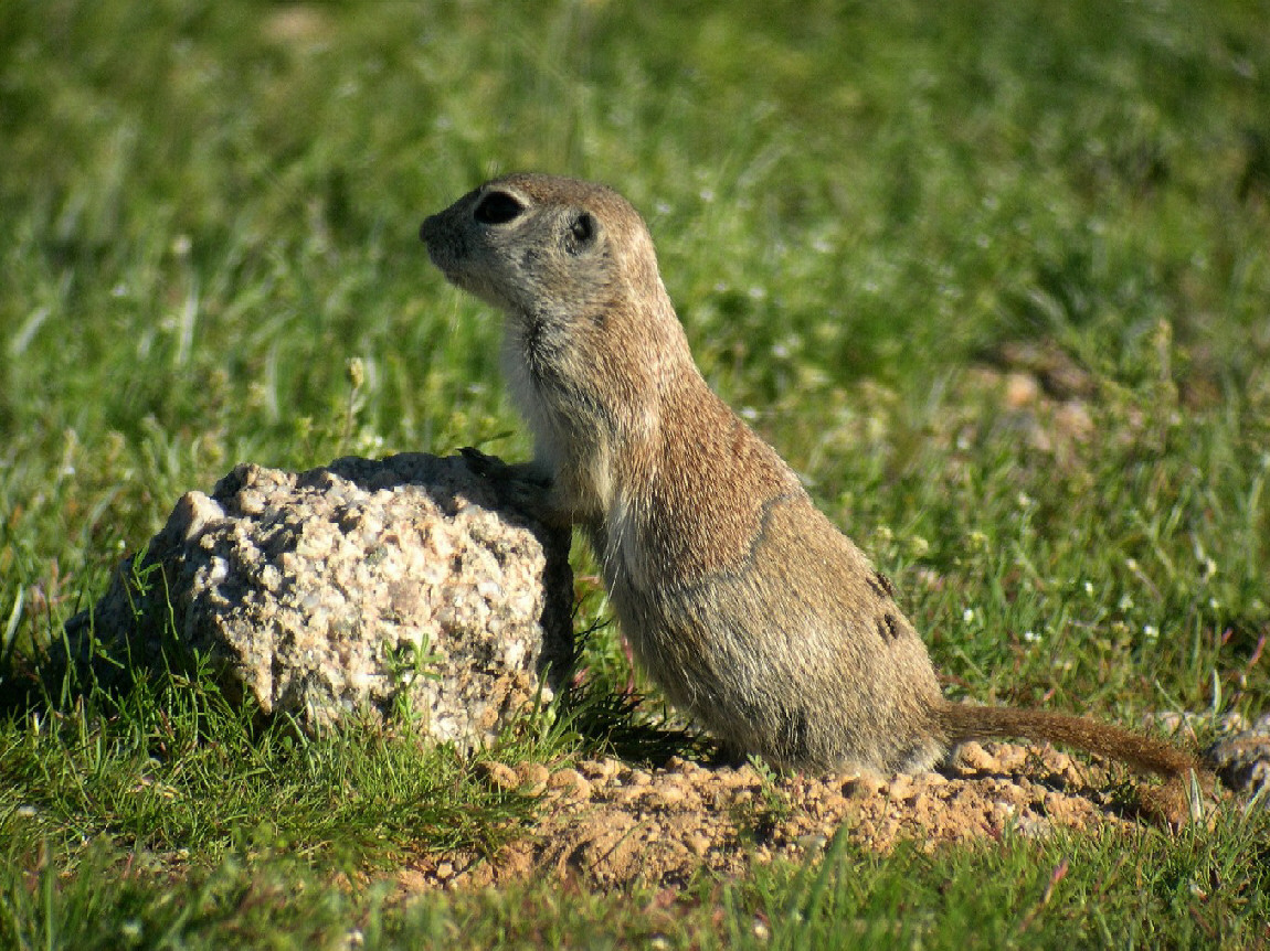 Prairie Dog