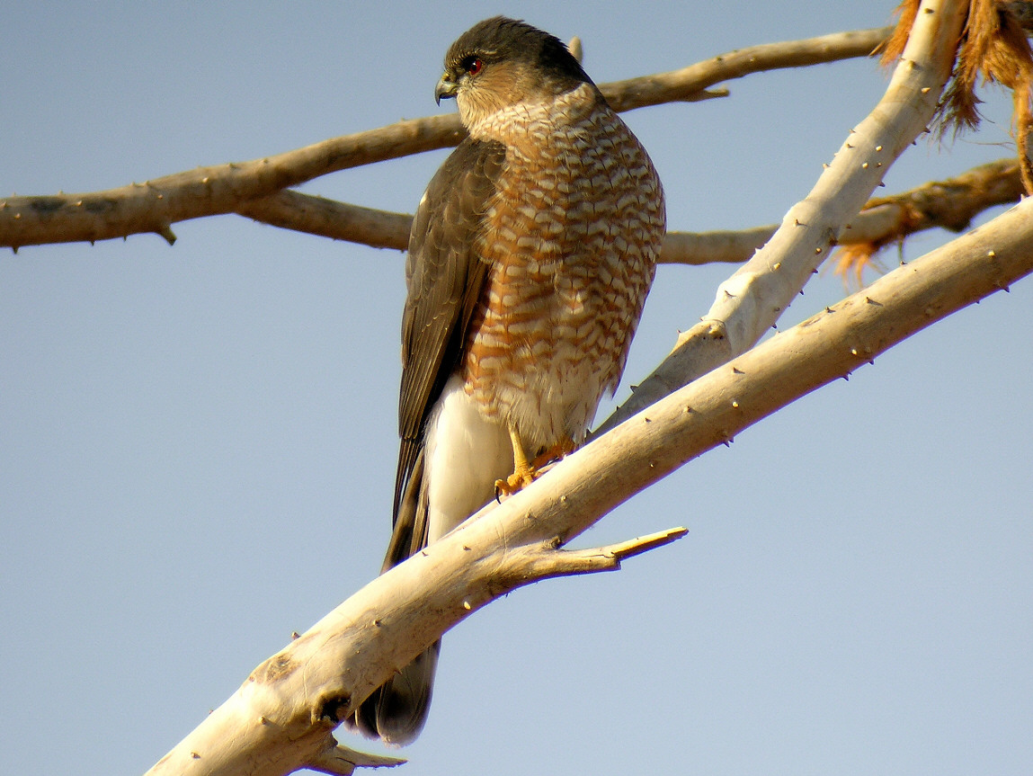 Coopers Hawk