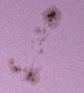 Sun Spots1