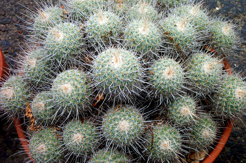 Mammillaria Geminispina