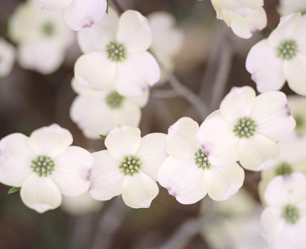 Dogwood blossoms