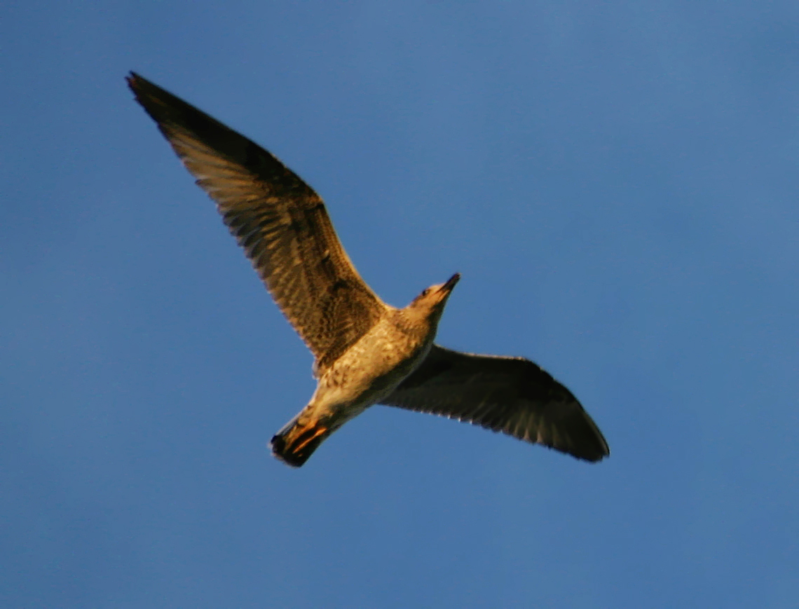 Urban Albatros