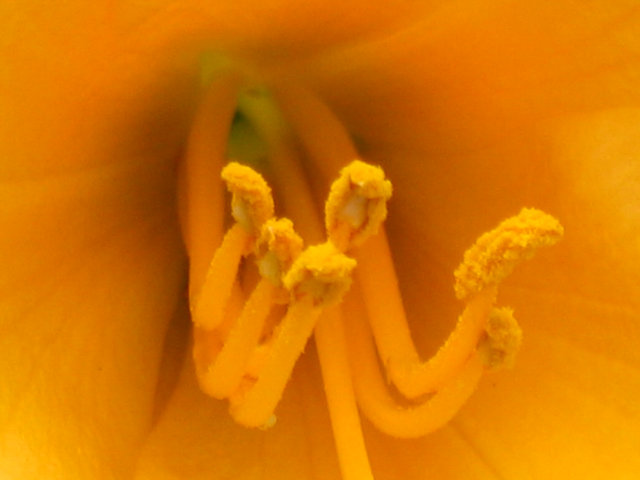 spring pollen