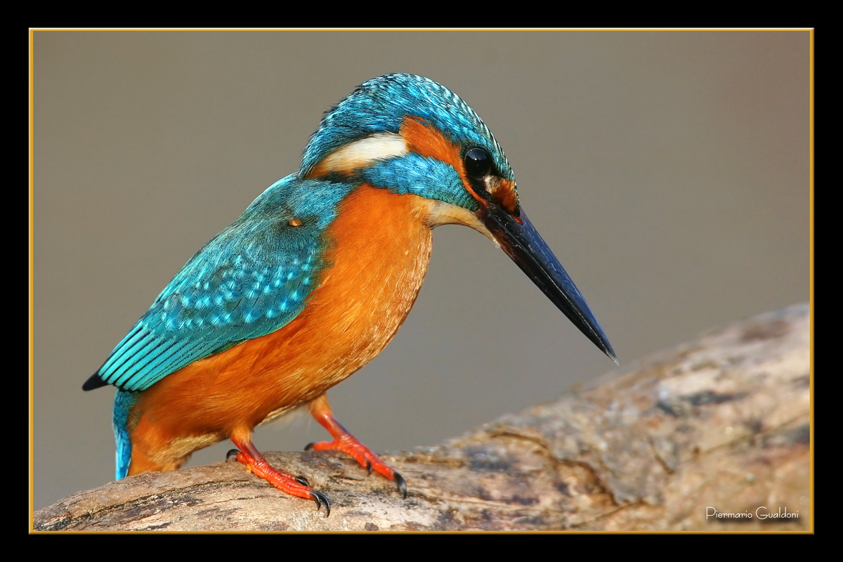 Kingfisher