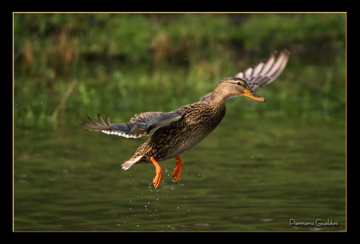 A landing duck