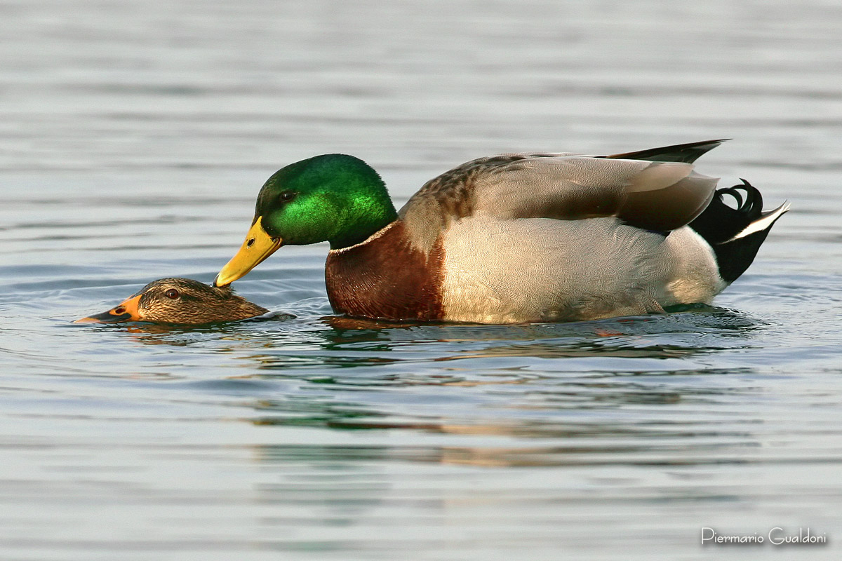 Mallards Mating