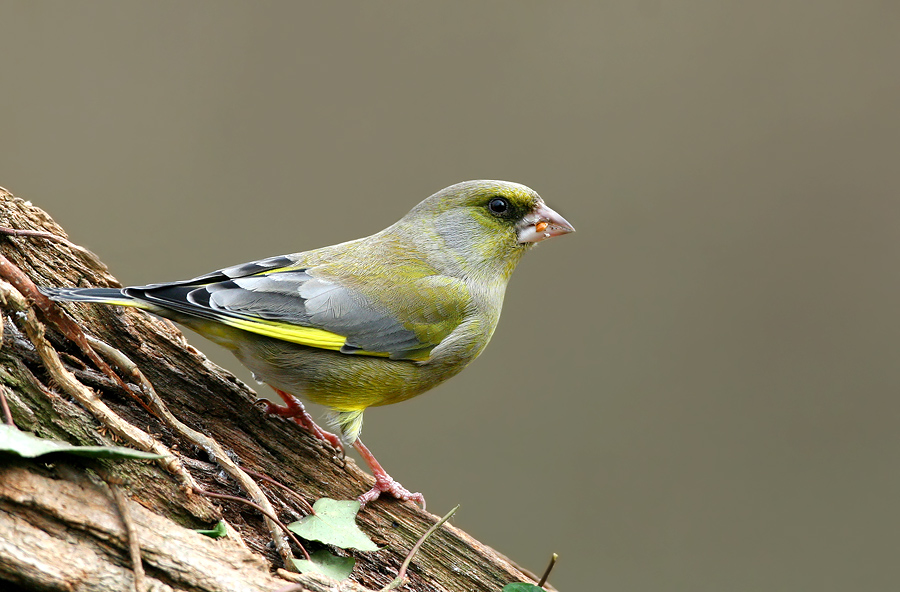 European Greenfinch
