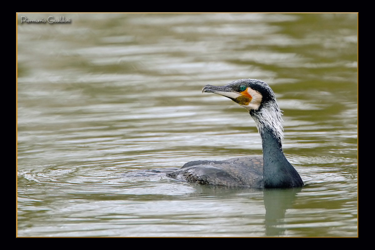 Great Cormorant