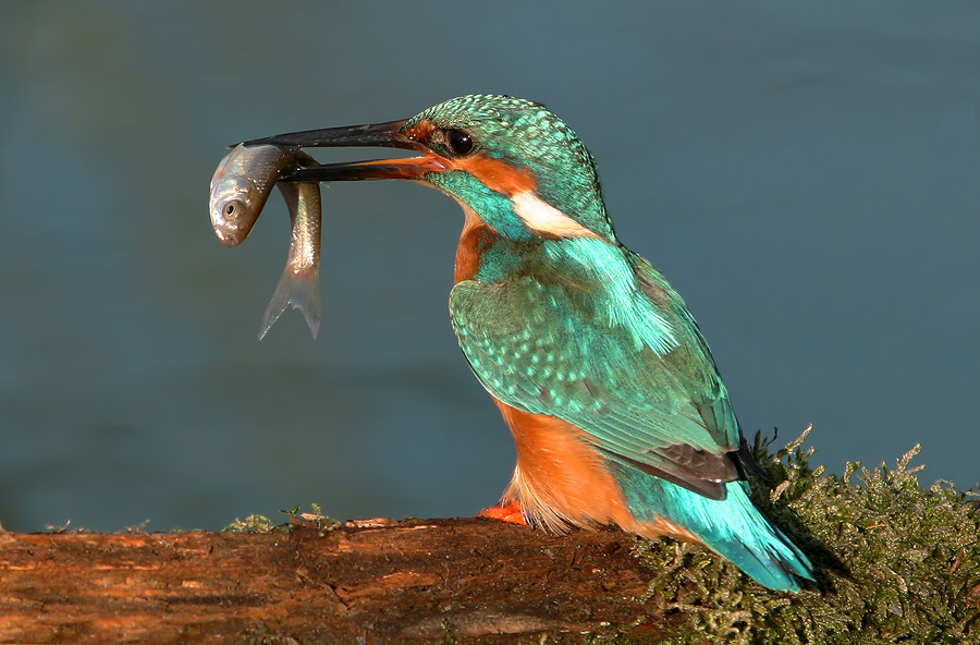Kingfisher with prey