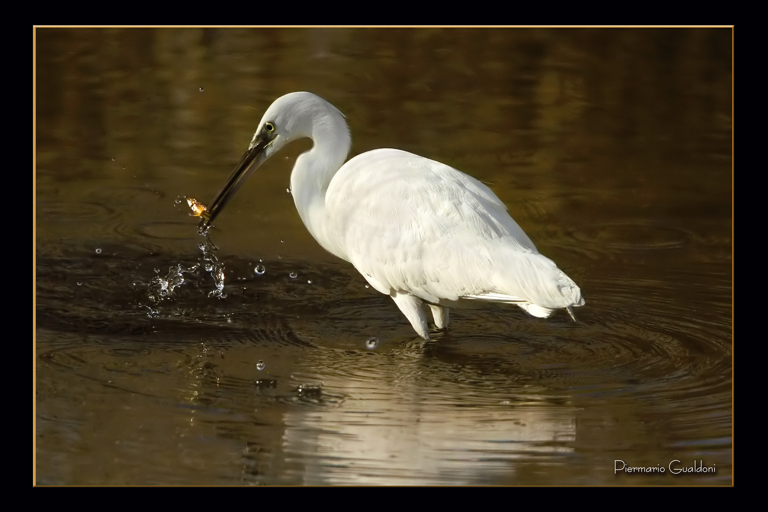 Little Egret