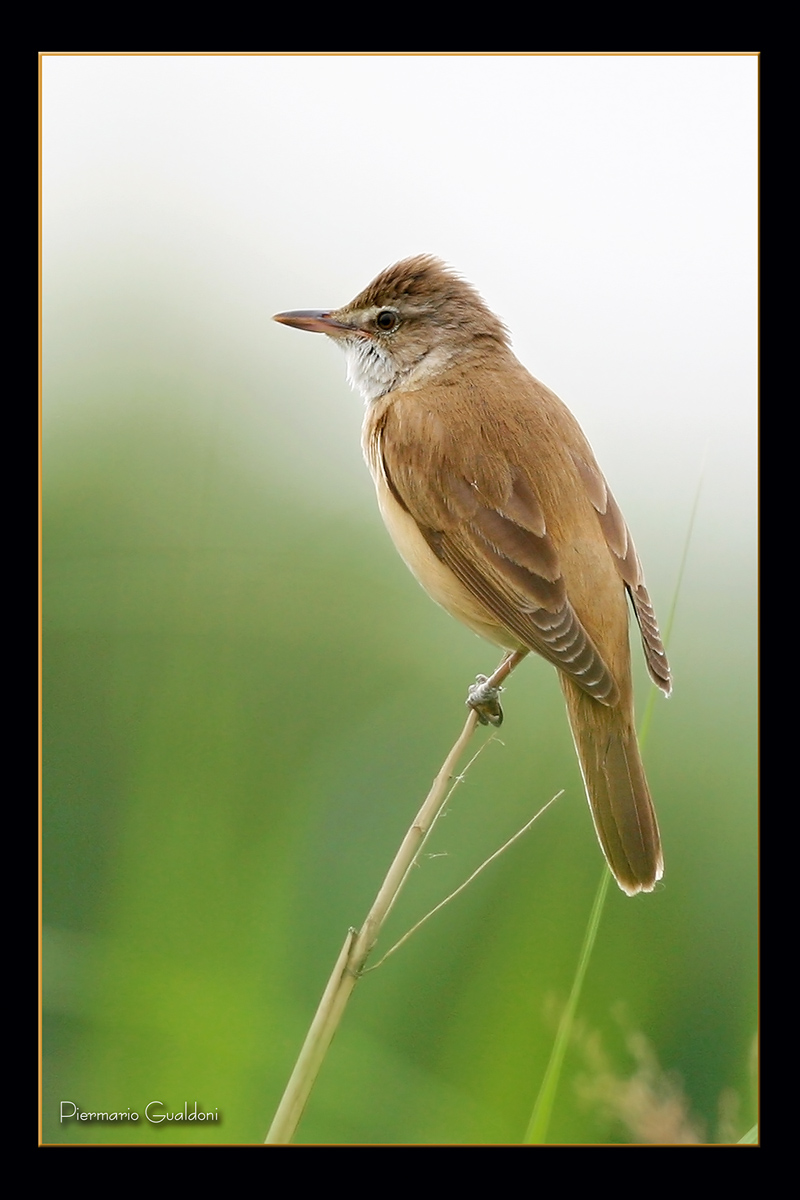 Great Reed-Warbler