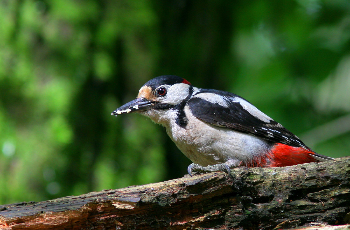 Great Spotted Woodpecker