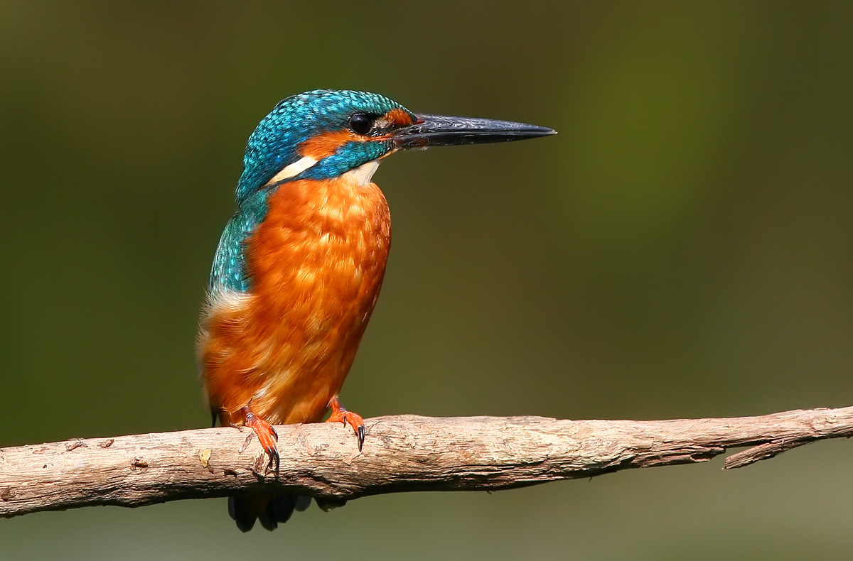 Kingfisher