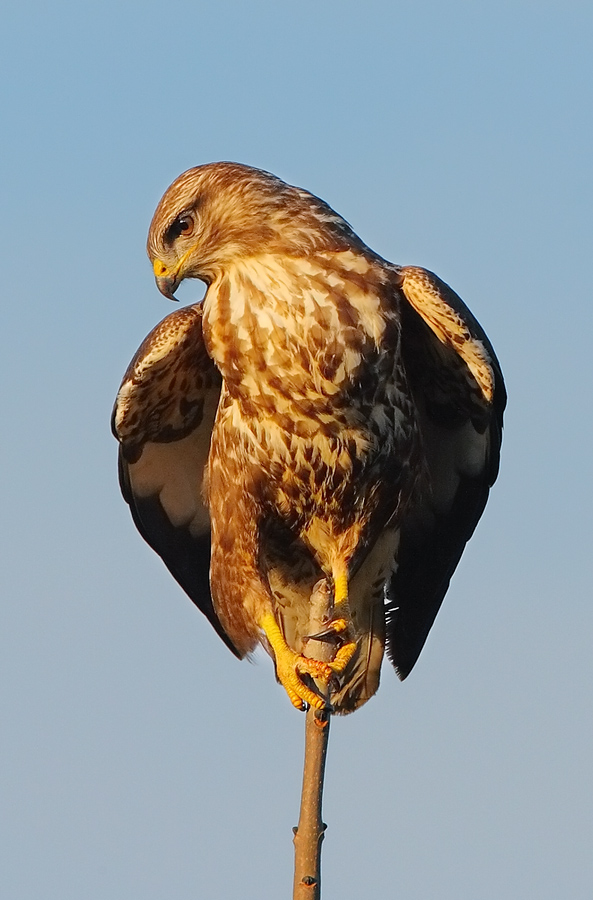 Common Buzzard