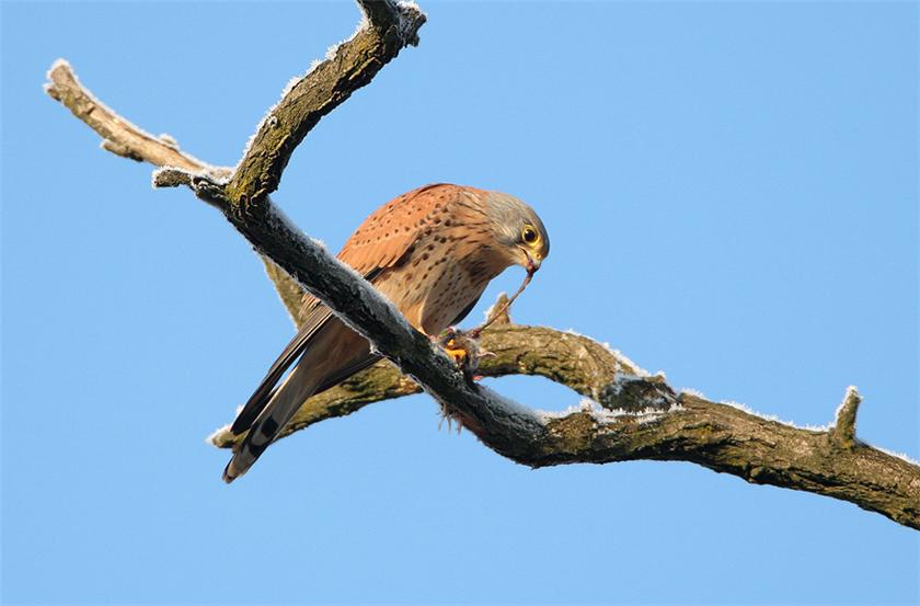 Common Kestrel