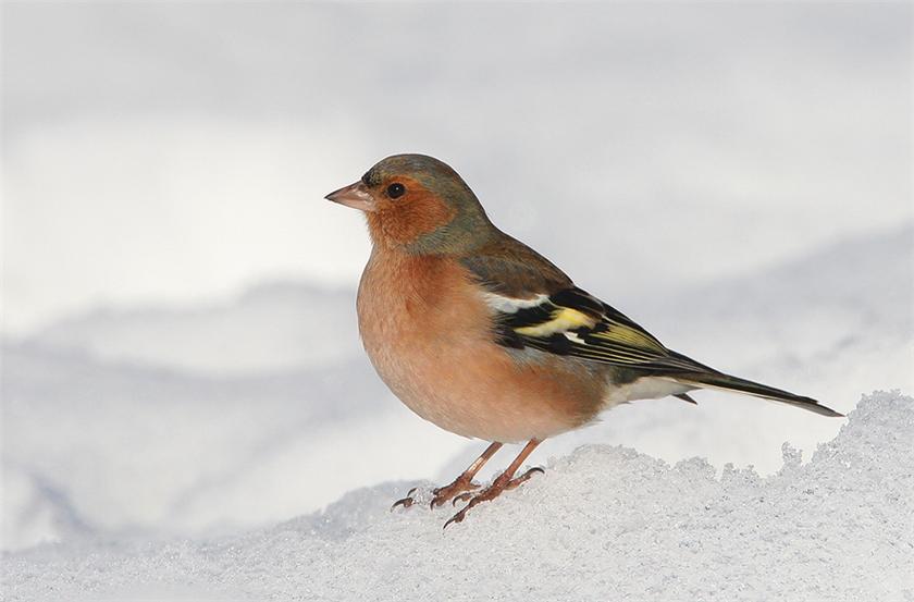 Chaffinch