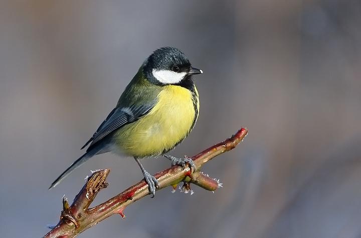 Great Tit