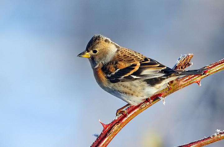 Brambling