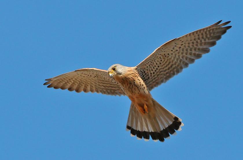 Common kestrel 2