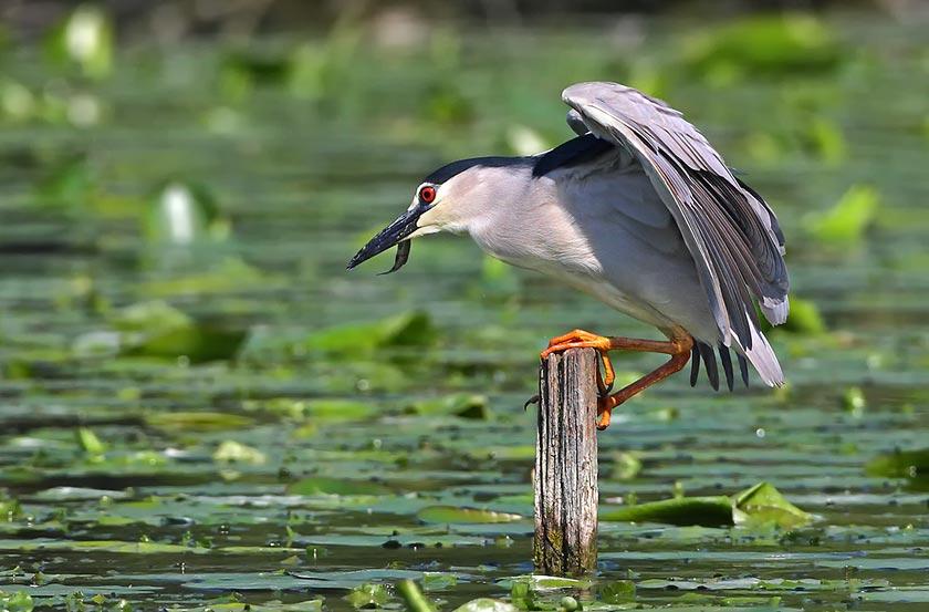 Black-crowned Night Heron