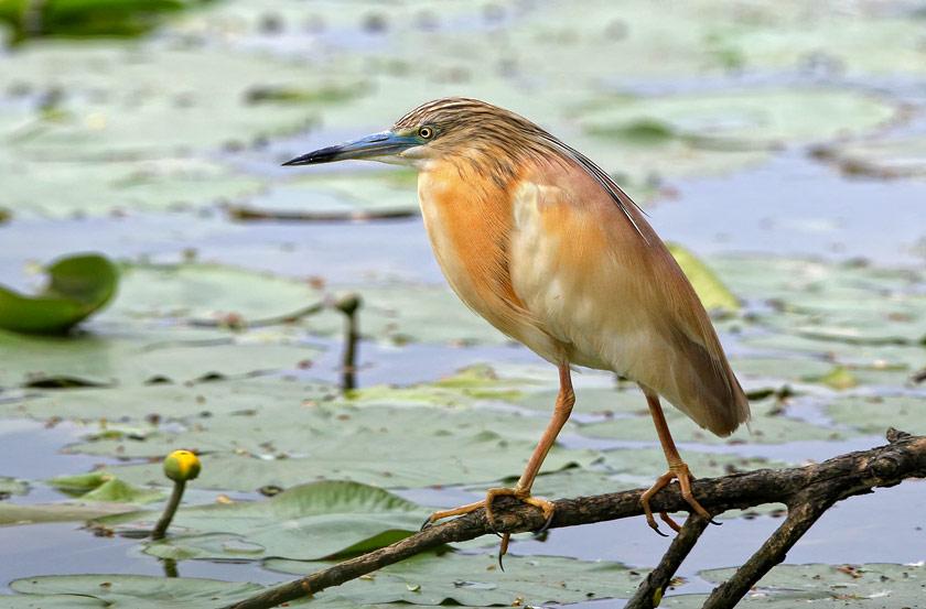 Squacco Heron