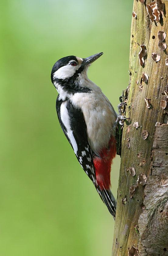 Great spotted woodpecker - Female