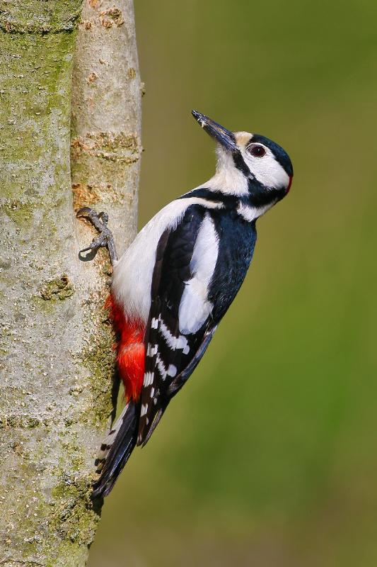 Great Spotted Woodpecker